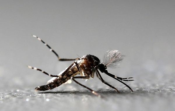 6. Sivrisinekler insanları ısırır ısırmaz hayatını kaybeder.