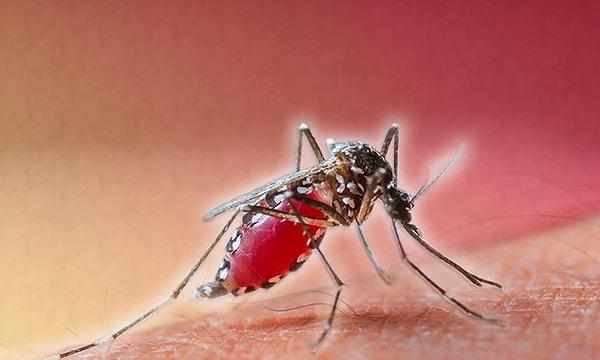 7. Bazı yemek çeşitleri sivrisinekleri harekete geçirir.