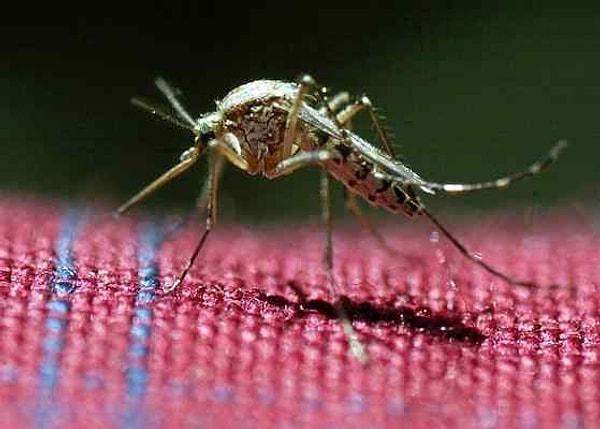 12. Sivrisinekler nemli havaları sever.