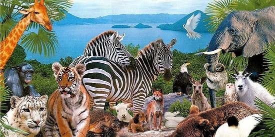 Тест: Знаете ли вы самых-самых в мире животных?