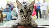 #hacettepedehayvancinayeti: Beytepe Kampüsü'nde İki Kedi Beşinci Kattan Aşağı Atıldı