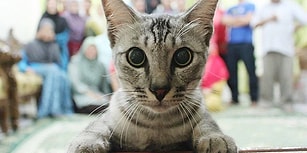 #hacettepedehayvancinayeti: Beytepe Kampüsü'nde İki Kedi Beşinci Kattan Aşağı Atıldı