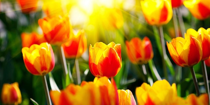 Тест: Знаете ли вы растения - символы стран?