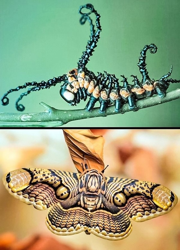 6. Бабочка Брамея до и после превращения