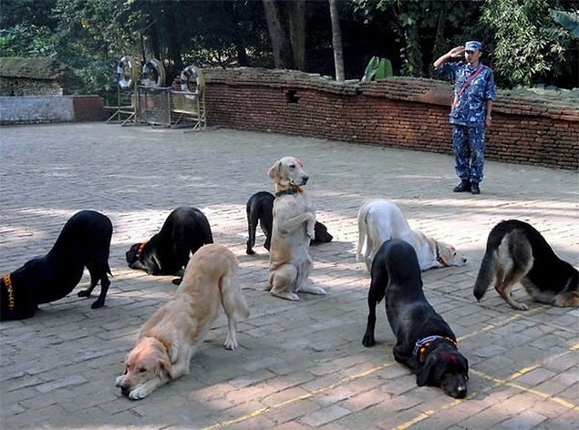 6. Disiplin dediğin böyle olur. 🐶