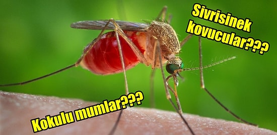 Yine Geldiler! Sivrisinekler Hakkında Muhtemelen Daha Önce Duyduğunuz 12 Yanlış Bilgi
