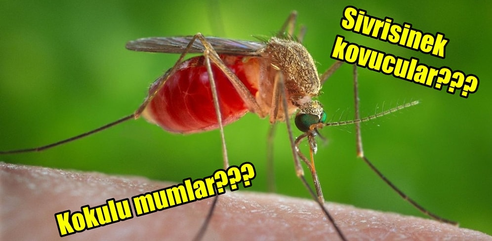 Yine Geldiler! Sivrisinekler Hakkında Muhtemelen Daha Önce Duyduğunuz 12 Yanlış Bilgi