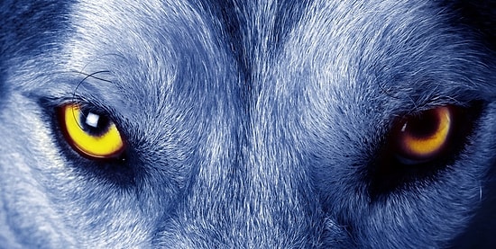 Тест: В кого вы превращаетесь после захода солнца?