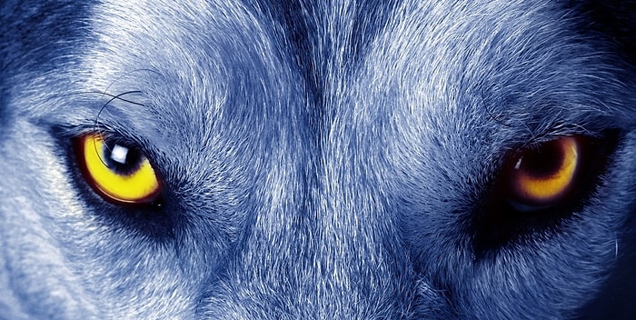 Тест: В кого вы превращаетесь после захода солнца?