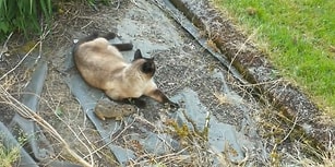 Yakaladığı Tavşanı Baykuşa Kaptıran Şanssız Kedi