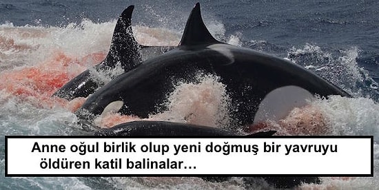 Hayvanlar Alemine Dair Bilim İnsanlarını ve Biz Meraklıları Şaşırtan İlklerin Gerçekleştiği 10 An