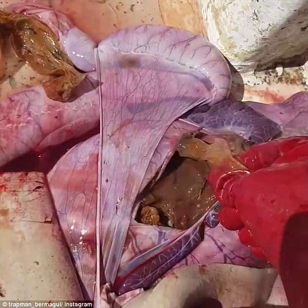 Bir balıkçı Avustralya'da yakaladığı köpek balığının midesinden çıkanlar karşısında şok oldu! Siz de olacaksınız!