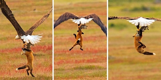 13 эпизодов эпической битвы между лисой и орланом за кролика: а за кого болеете вы?