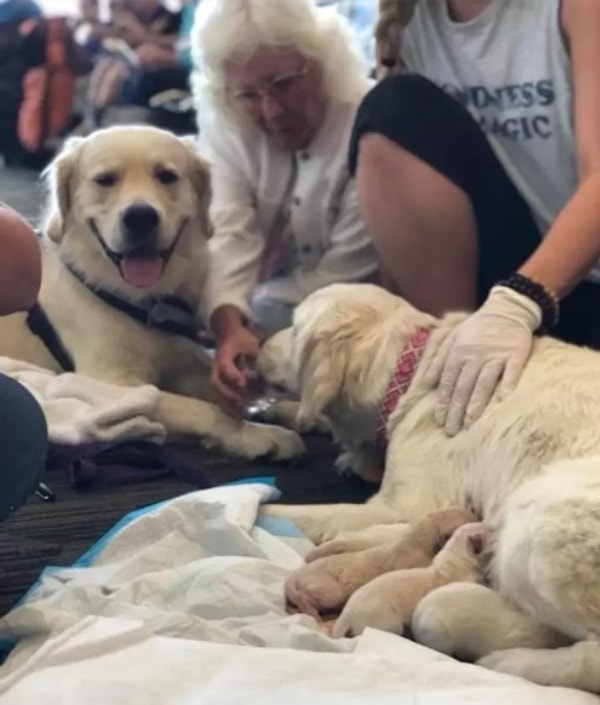 Золотистый ретривер Элеонора Ригби, известная как Элли, отправлялась домой со своей владелицей Дианой Ван Аттер и отцом щенят по кличке Золотой самородок, когда она вошла в здание аэропорта.