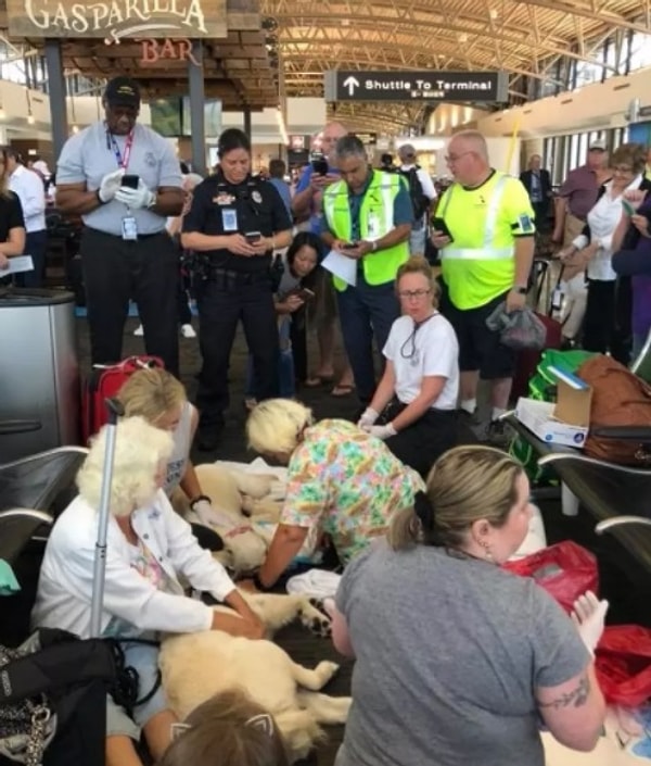 Парамедики из команды «Служба спасения авиации и пожаротушения города Тампа» помогли 2-летней матери произвести на свет восемь щенков - семь кобелей и одну сучку.
