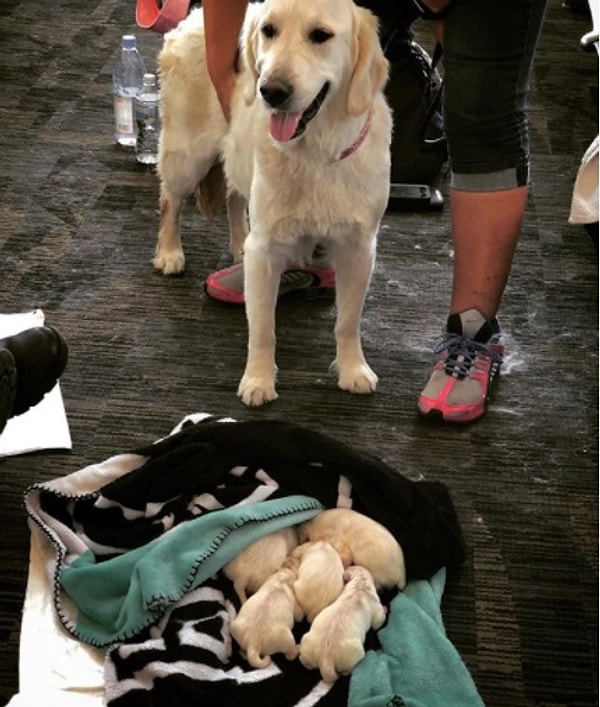 Другие пассажиры, очевидно, тоже были в шоке. Один из них опубликовал в своем Инстаграм следующее: