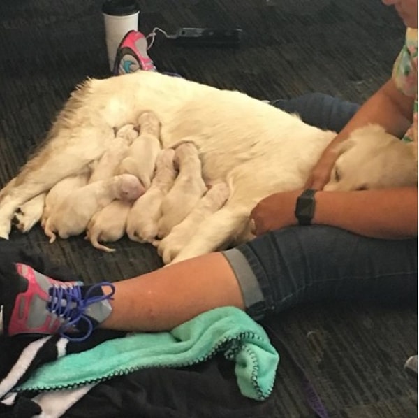 В итоге эта маленькая кучка новорожденных щенков довольно легко кормились на ковре аэропорта.