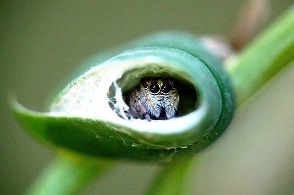 5. В домике из листочка