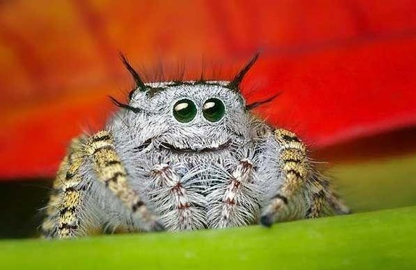 8. А этот паучок выглядит немного шокированным, но жутко довольным