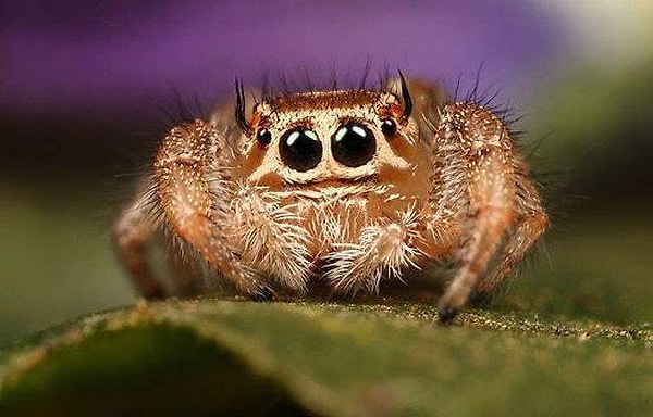 10. «Будем друзьями?»