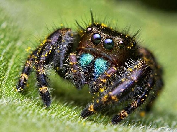 16. Вау!!! Красавчик!