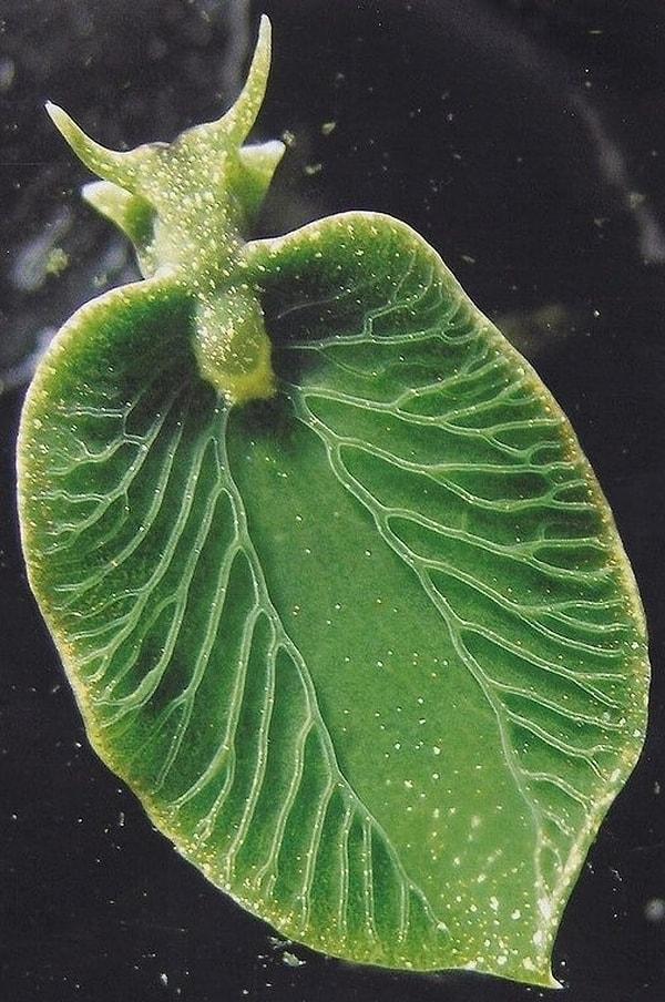 1. Elysia chlorotica, fotosentez yapabilen kabuksuz bir deniz salyangozu. 🐌