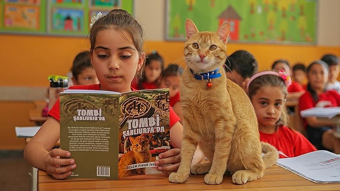 Okuldan 'Uzaklaştırılması' 24 Ülkede Haber Olmuştu: Öğrencilerin Sevgilisi 'Tombi' Artık Bir Kitap Kahramanı 🐱