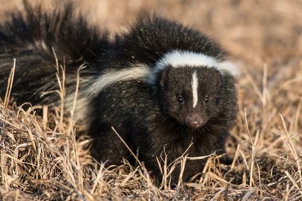 7. Запах скунса охраняет от злых духов