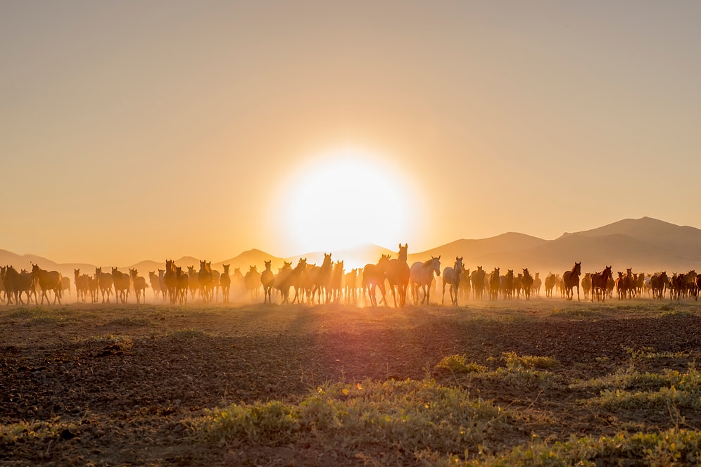 Güzel Atlar Ülkesi Anlamına Gelen Kapadokya'dan Adına Yaraşır At Fotoğrafları!