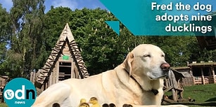 Anneleri Kaybolan 9 Yavru Ördeği Evlat Edinen Köpek