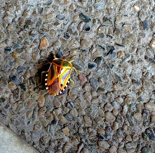 22. Otoparkta bulunan bir böcek.
