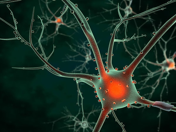 1. Вы знаете скорость, с которой движется нервный импульс?