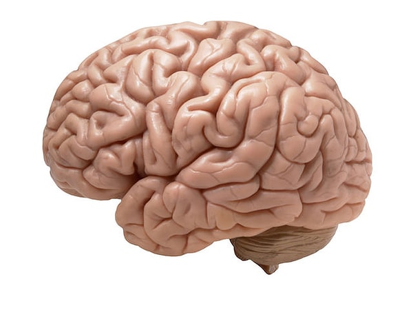 4. Правда ли, что сам мозг не может чувствовать боль?