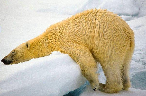 16. Yaşının gerektirdiği depresyona girmiş genç bir kutup ayısı. 😊