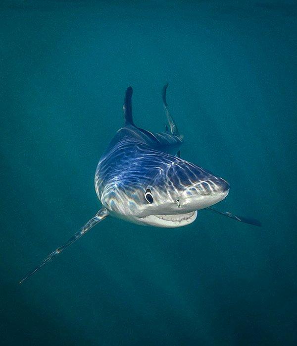 17. Mavi köpekbalığı kameralara gülümserken...