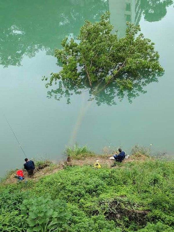 1. Çin'in güneydoğusunda yer alan Guizhou eyaletinden pes etmemek için direnen bir ağaç.
