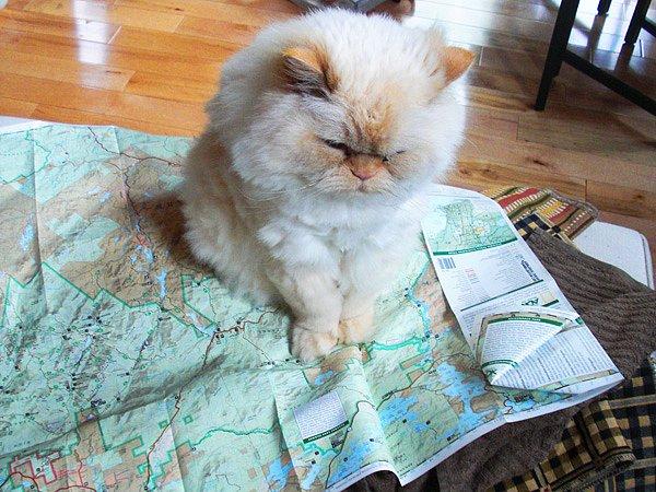 10. Kedilerin kendi navigasyon sistemleri vardır.