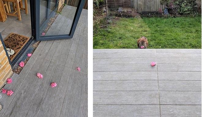 Komşularının Verandasına Düzenli Olarak Çiçek Bırakan Sevimli Kedi