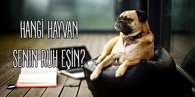 6. Hangi Hayvan Senin Ruh Eşin?