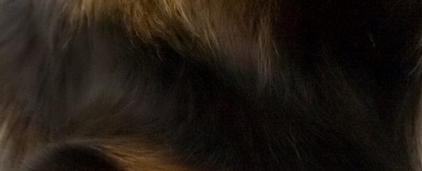 2. Это щенок или котенок?