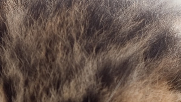 5. Это щенок или котенок?