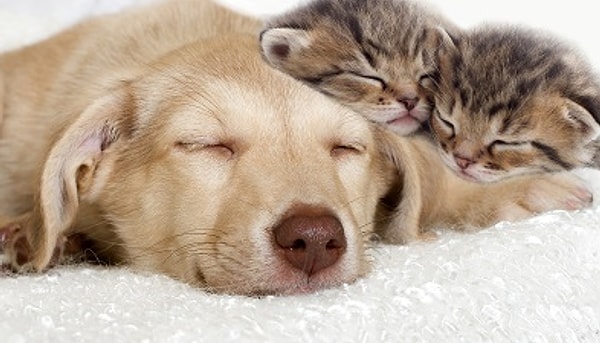 Показать правильный ответ: