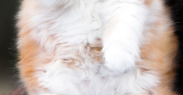 6. Это щенок или котенок?