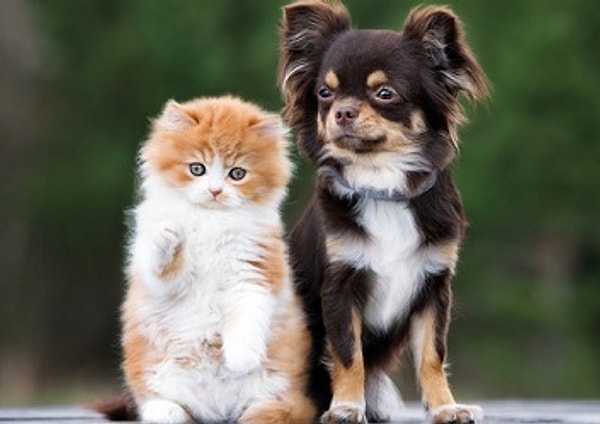 Показать правильный ответ: