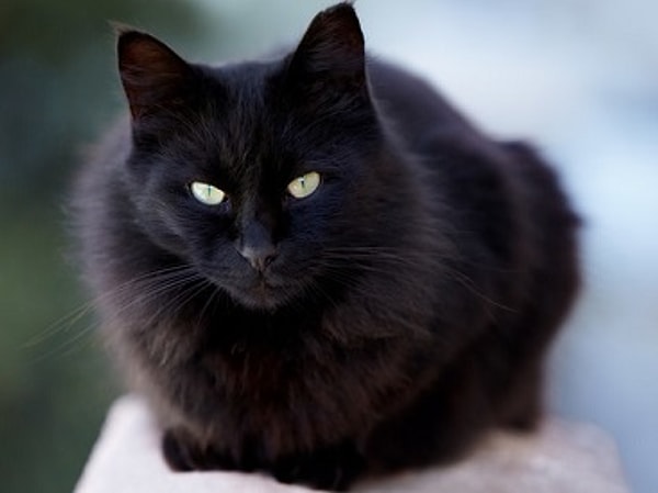 Показать правильный ответ: