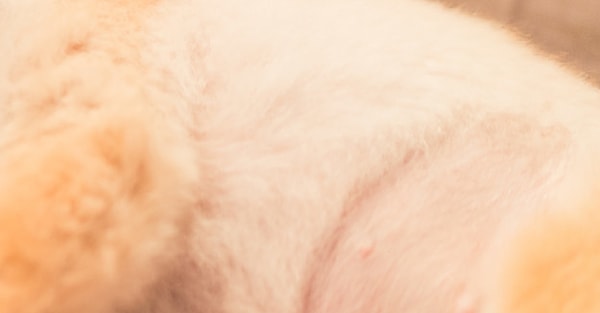 8. Это щенок или котенок?