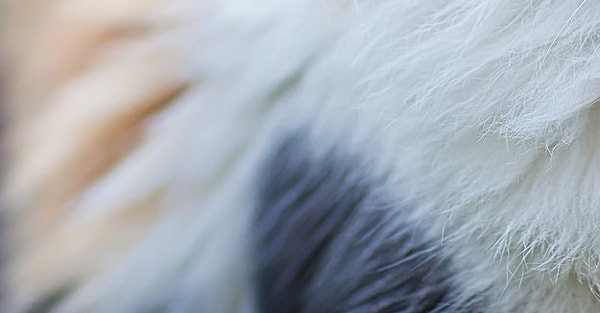 9. Это щенок или котенок?