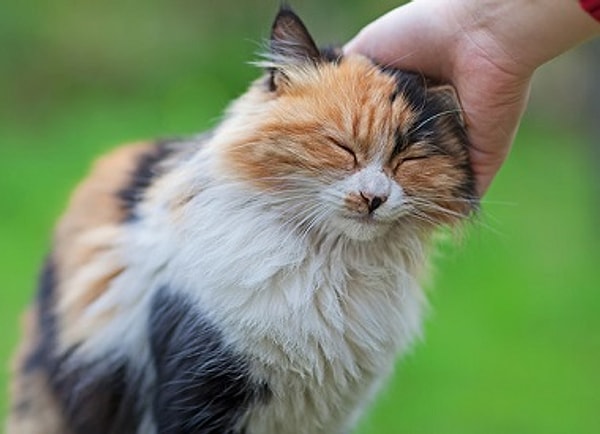 Показать правильный ответ: