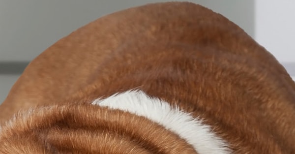 10. Это щенок или котенок?