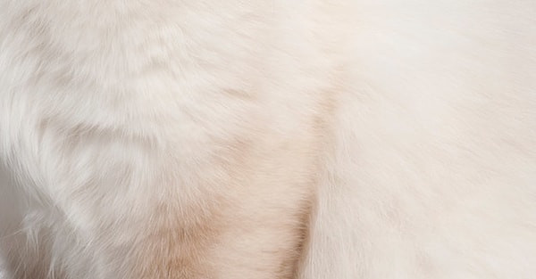 11. Это щенок или котенок?